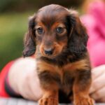 Zafferano-male-Rabbit-Dachshund-puppy-for sale-3
