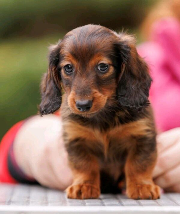 Zafferano Miniature Dachshund Zafferano Miniature Dachshund