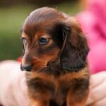 Zafferano-male-Rabbit-Dachshund-puppy-for sale-4
