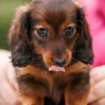 Zafferano-male-Rabbit-Dachshund-puppy-for sale-5