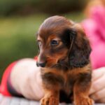 Zafferano-male-Rabbit-Dachshund-puppy-for sale-6