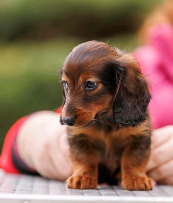 Zafferano Miniature Dachshund Zafferano Miniature Dachshund