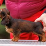 Zafferano-male-Rabbit-Dachshund-puppy-for sale-7