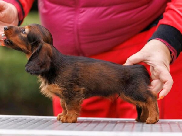 Zafferano Miniature Dachshund Zafferano Miniature Dachshund
