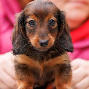 Zafferano Miniature Dachshund Zafferano Miniature Dachshund