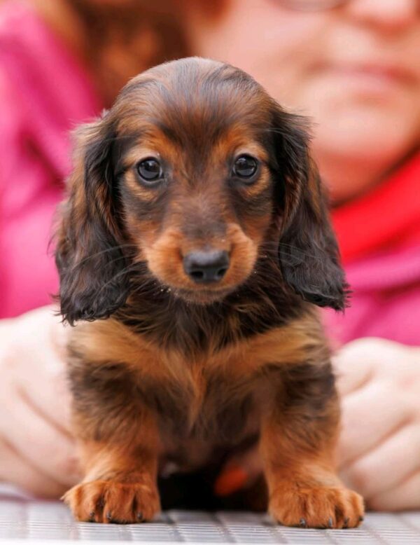 Zafferano Miniature Dachshund Zafferano Miniature Dachshund