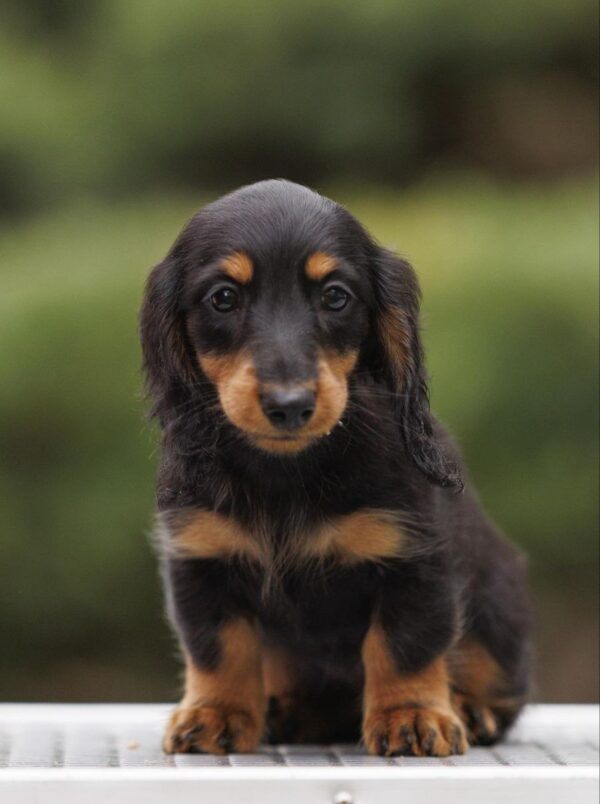 Zarinka Miniature Dachshund Zarinka Miniature Dachshund