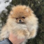 Zarina-female-pomeranian-puppy-for-sale-1 (1)