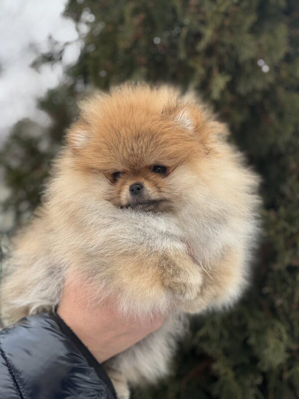 Zarina Pomeranian Zarina Pomeranian
