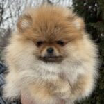 Zarina-female-pomeranian-puppy-for-sale-1 (2)