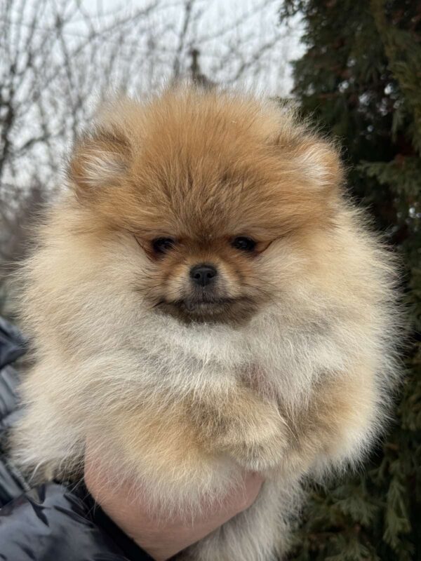 Zarina Pomeranian Zarina Pomeranian