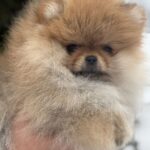 Zarina-female-pomeranian-puppy-for-sale-1 (3)