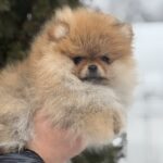 Zarina-female-pomeranian-puppy-for-sale-1 (4)