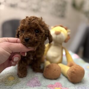 Zasonia Toy Poodle Zasonia Toy Poodle