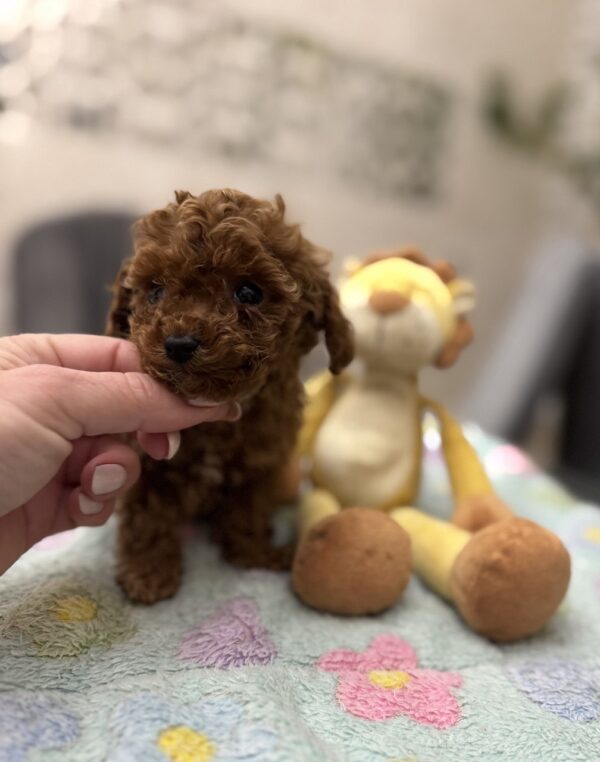 Zasonia Toy Poodle Zasonia Toy Poodle
