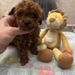 Zasonia-male-toy-poodle-puppy-for-sale-1 (2)
