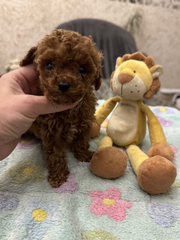 Zasonia Toy Poodle Zasonia Toy Poodle
