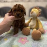 Zasonia-male-toy-poodle-puppy-for-sale-1 (3)