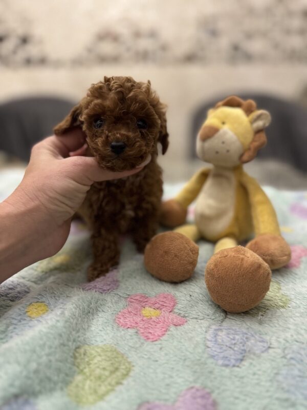 Zasonia Toy Poodle Zasonia Toy Poodle