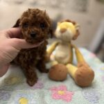 Zasonia-male-toy-poodle-puppy-for-sale-1 (4)