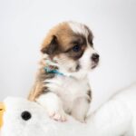 Zefir-male-Corgi-puppy-for-sale-1