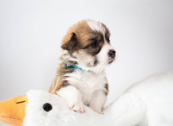 Zefir Welsh Corgi Zefir Welsh Corgi