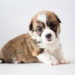 Zefir-male-Corgi-puppy-for-sale-2