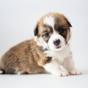 Zefir Welsh Corgi Zefir Welsh Corgi