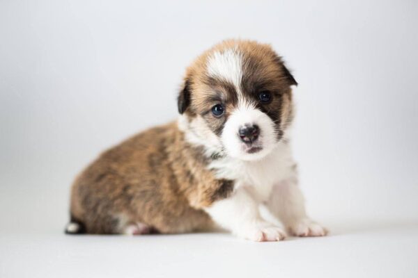 Zefir Welsh Corgi Zefir Welsh Corgi
