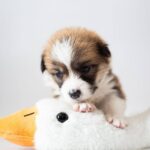 Zefir-male-Corgi-puppy-for-sale-3