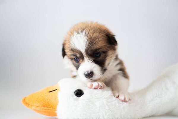 Zefir Welsh Corgi Zefir Welsh Corgi