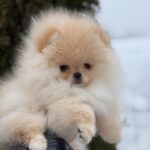 Zefir-male-pomeranian-puppy-for-sale-1 (1)