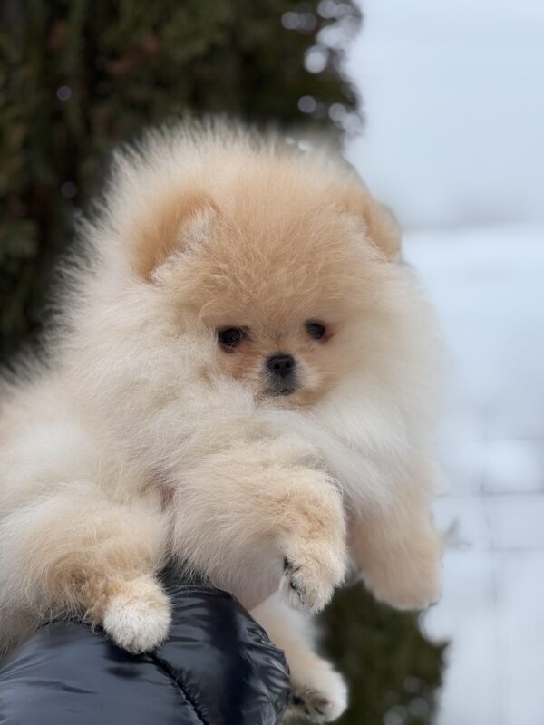 Zefir Pomeranian Zefir Pomeranian