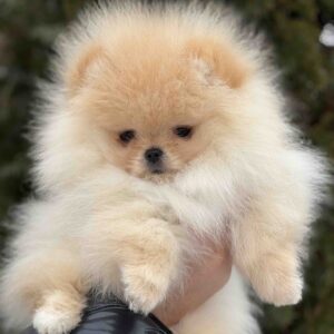 Zefir Pomeranian Zefir Pomeranian