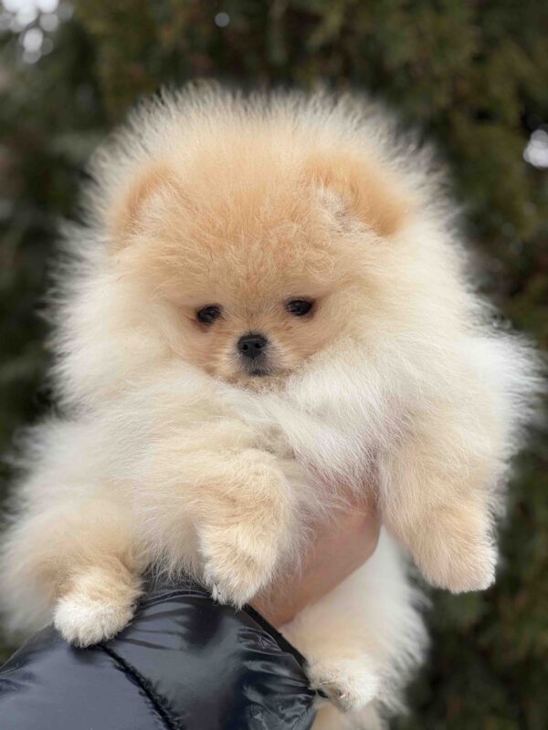 Zefir Pomeranian Zefir Pomeranian