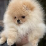 Zefir-male-pomeranian-puppy-for-sale-1 (3)