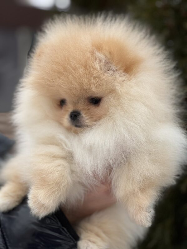 Zefir Pomeranian Zefir Pomeranian