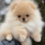 Zefir-male-pomeranian-puppy-for-sale-1 (4)