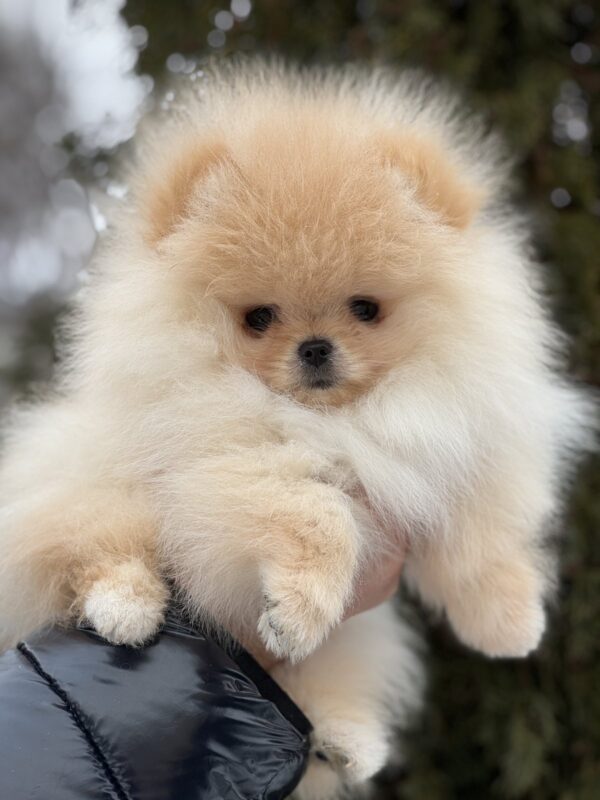 Zefir Pomeranian Zefir Pomeranian