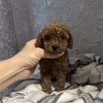 Zelda-male-toy-poodle-puppy-for-sale-1 (1)