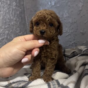 Zelda Toy Poodle Zelda Toy Poodle