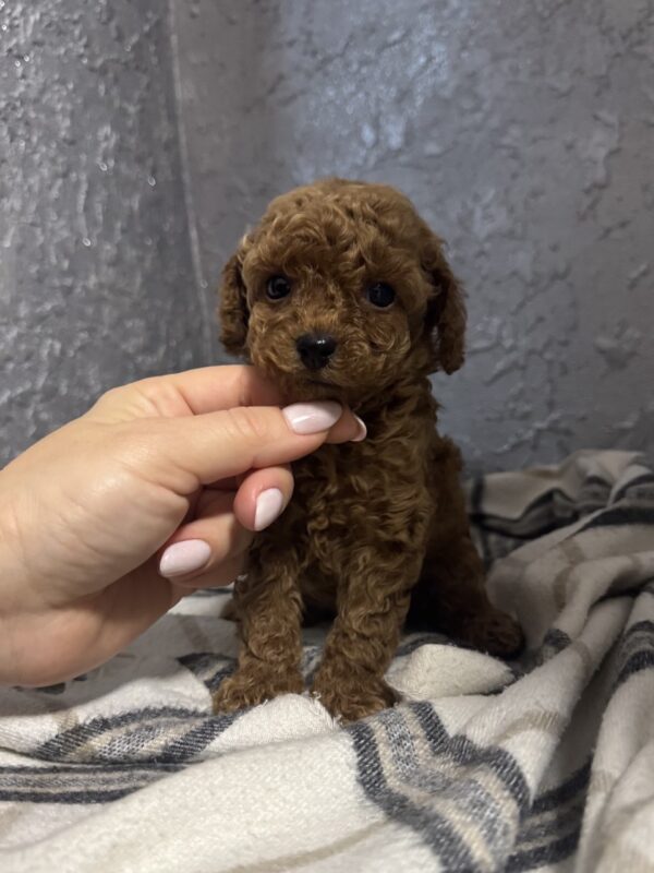 Zelda Toy Poodle Zelda Toy Poodle