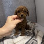 Zelda-male-toy-poodle-puppy-for-sale-1 (3)