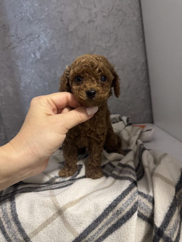 Zelda Toy Poodle Zelda Toy Poodle