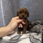 Zelda-male-toy-poodle-puppy-for-sale-1 (4)
