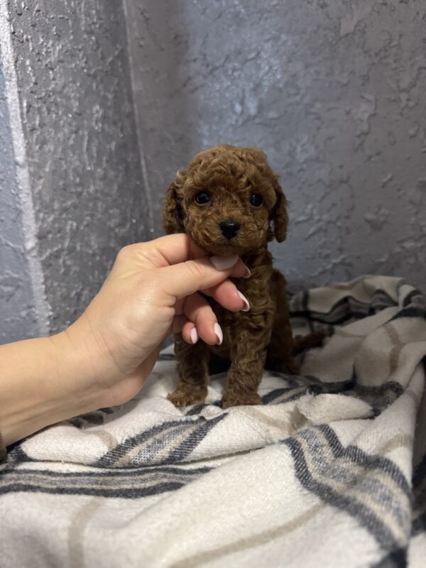 Zelda Toy Poodle Zelda Toy Poodle