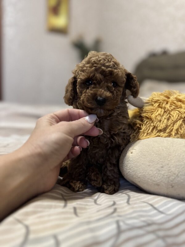 Zeus Toy Poodle Zeus Toy Poodle