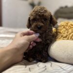 Zeus-male-toy-poodle-puppy-for-sale-1 (2)