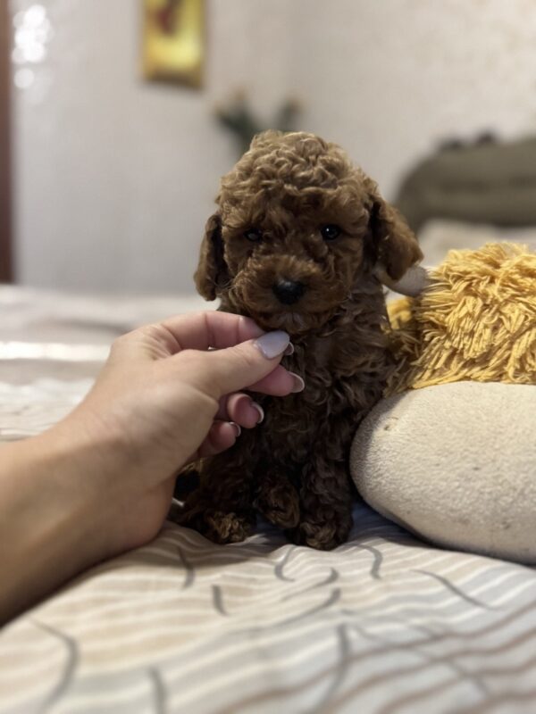 Zeus Toy Poodle Zeus Toy Poodle