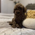 Zeus-male-toy-poodle-puppy-for-sale-1 (3)